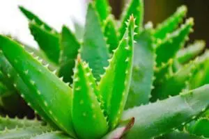نبتة الالوفيرا Aloe Vera تساعد مرضى السكري