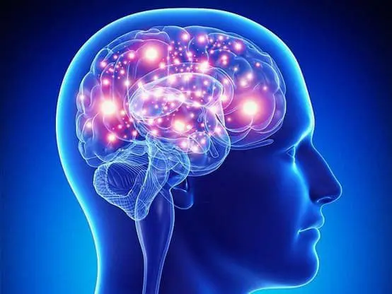 الدماغ الوظيفة والاجزاء الرئيسية والمحافظة على صحته