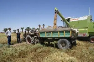 تراجع انتاج الحنطة في العراق