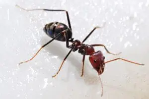 النمل كيف تتخلص منه وهل تعلم عجائب موت النمل وماعلاقته بالملكة