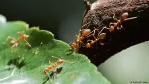 النمل كيف تتخلص منه وهل تعلم عجائب موت النمل وماعلاقته بالملكة