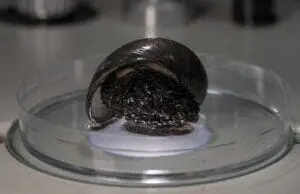 الكائن الحقيقي الخرافي الحلزون البركاني ذو الصدفة الحديدية
