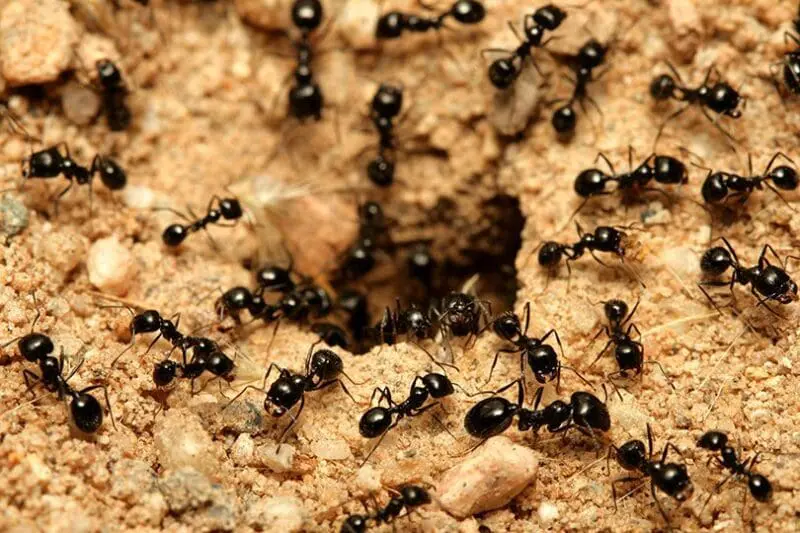 دراسة تكشف كيف يحفر النمل تلك الأنفاق بهذه البراعة؟