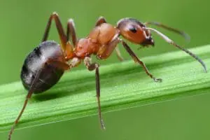دراسة تكشف كيف يحفر النمل تلك الأنفاق بهذه البراعة
