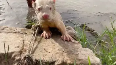 العثور على كلب الماء الأوراسي من (طفرة المهاق) في نهر دجلة