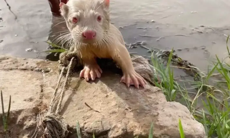 العثور على كلب الماء الأوراسي من طفرة المهاق في نهر دجلة