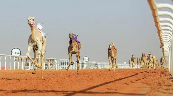 مهرجان الملك عبد العزيز للإبل في السعودية بين الأصالة والرياضة والاقتصاد