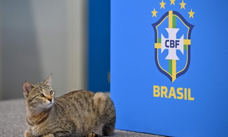 قطة تقتحم مؤتمر البرازيل قبل مواجهة كرواتيا