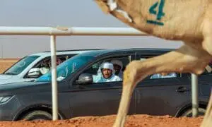 مهرجان الملك عبد العزيز للإبل في السعودية بين الأصالة والرياضة والاقتصاد