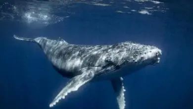 Cancer does not affect whales .. Do they have immunity against tumors