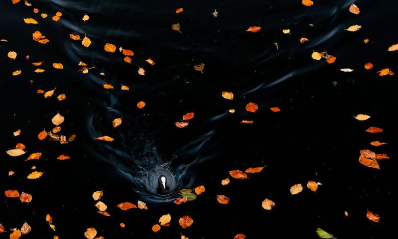 Winning Pictures Of The 2022 Nature Photographer Of The Year Interview