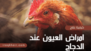 كيف نعالج امراض العيون عند الدجاج ؟ 2023