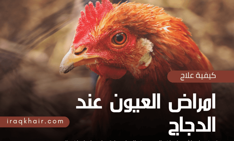 كيف نعالج امراض العيون عند الدجاج 2023