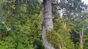 الشجرة الملقبة الجد الأكبر أقدم شجرة على الكوكب جنوب تشيلي