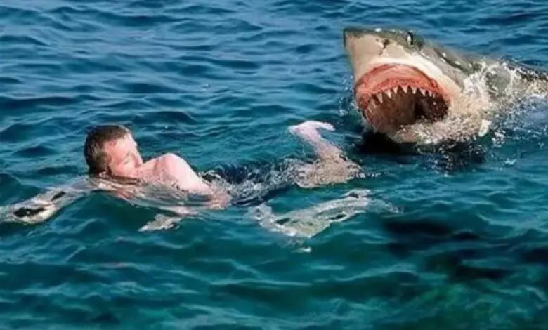 سمك القرش في الغردقة القصة الكاملة لالتهام سائح روسي في مصر