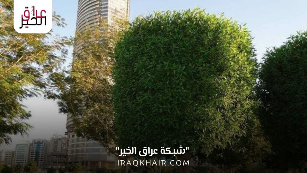 أشجار الكاربس تهدد البيئة العراقية