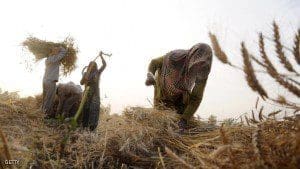 Indian labourers prepare sheaves of wheat after harvesting the crop in a village at Patiala on April 19 2015 AFP PHOTO Photo credit should read STRAFPGetty Images