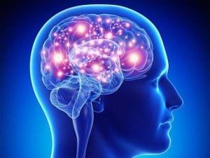 الدماغ الوظيفة والاجزاء الرئيسية والمحافظة على صحته