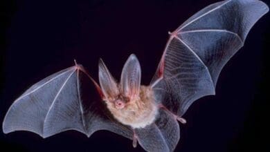 اكتشاف فيروس Kiwira في الخفافيش