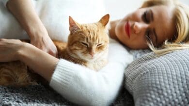 الامراض التي تسببها القطط للانسان في المنزل