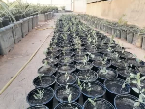 نبات الجوجوبا أو الذهب الأخضر في صحارى العراق