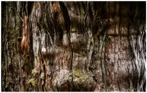 الشجرة الملقبة الجد الأكبر أقدم شجرة على الكوكب جنوب تشيلي