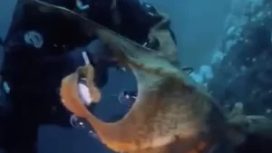 أخطبوط عملاق يلتف حول عنق غواص ويسحبه 40 م تحت الماء