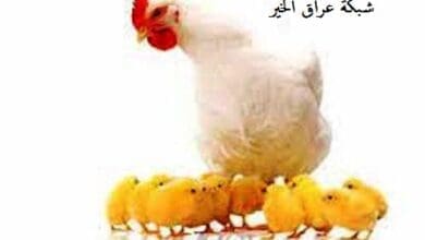 سعر الفراخ البيضاء اليوم اسعار البيض اسعار الكتاكيت