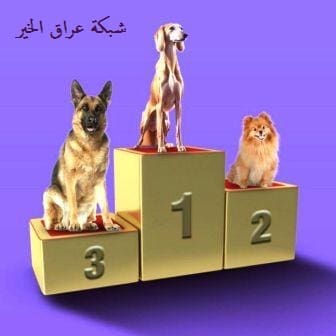 مهرجان الكلاب في موسم الرياض 4 بطولات تثير الجدل