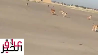 توضيح بشأن مطار بغداد والكلاب السائبة